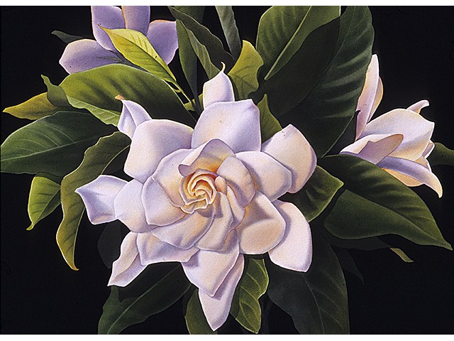 Ann Salisbury-Southern Belle
