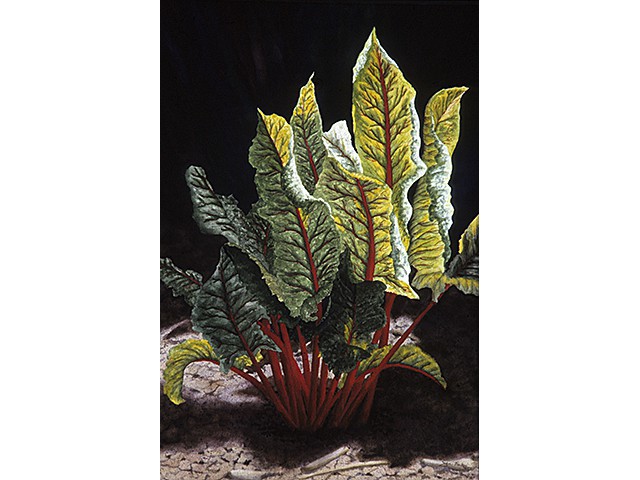 John Parker-Sunny Chard