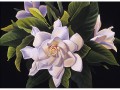 Ann Salisbury-Southern Belle