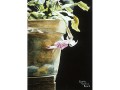 Cynthia Cochran-Kinard0 The Bloom