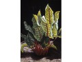 John Parker-Sunny Chard