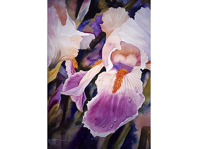 Allie Anne-Scott-  Peach Iris 