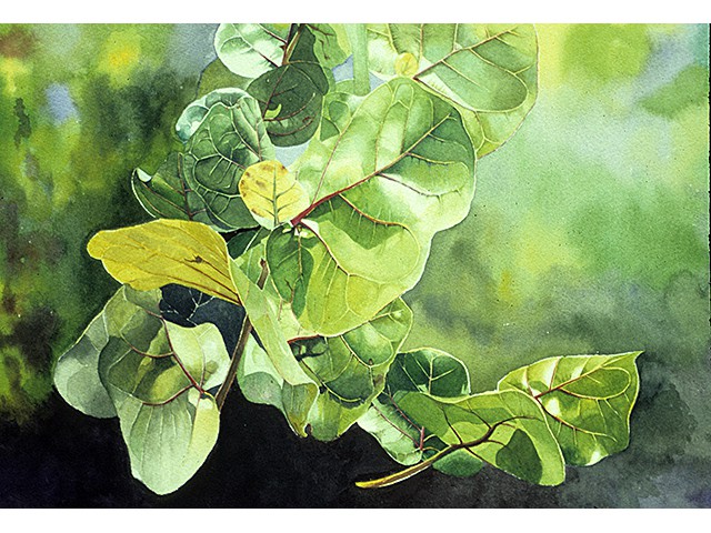 Mary Kay Holterman-  Exuberance 