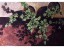 Alexis Lavine- Ivy and Shadows 