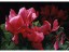 John Parker-  Cyclamen 
