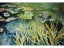 Joyce Ross-  Griff's Pond 