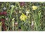 Julie Bares Toone-  Pitcher Plants 