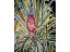 Margaret Pelton-  Pineapple with Lizard 