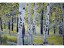 Richard Siegel-  Aspen Meadow 